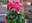 Inscripcions al concurs Sant Quirze Temps de Flors