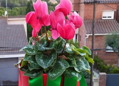 Inscripcions al concurs Sant Quirze Temps de Flors