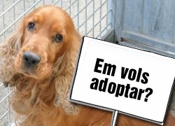 Deu gossos abandonats a Sant Quirze esperen trobar una família, els ajudes?