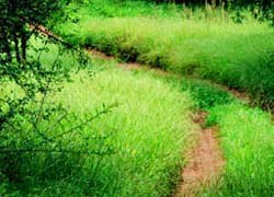 Una matinal recorrerà el Camí dels Monjos de Sant Quirze fins a Terrassa