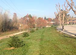 Comerciants locals promouen la replantació d'arbres de Nadal