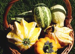 Sant Quirze Vallès Natura inicia les tertúlies de l'hort urbà