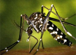 La prevenció, la millor arma contra el mosquit tigre