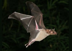 SQV Natura organitza la nit dels ratpenats