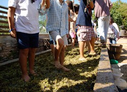 Sant Quirze del Vallès viu una nova edició de la Festa del  Most molt participativa
