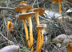 Arriba la temporada boletaire, amb els bolets i el bosc no s'hi juga!