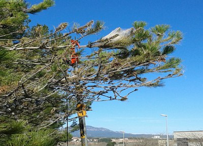 Tasques de control de la processionària del pi