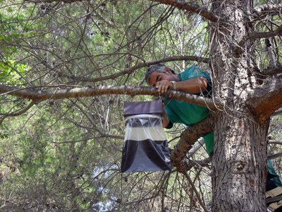 Sant Quirze instal·la trampes de feromones per controlar la processionària del pi