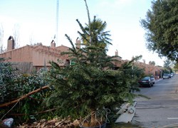 Habilitats cinc punts de recollida de restes vegetals per deixar-hi els arbres de Nadal