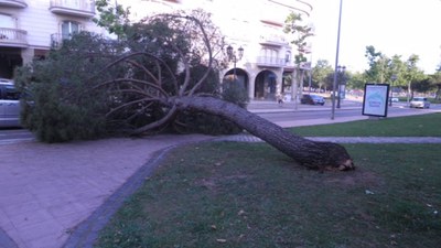 Cau un pi a la plaça de les Morisques