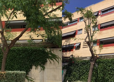 Un avís veïnal alerta sobre una branca trencada amb alt risc de caure