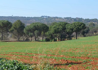 Oberta la temporada de la mitja veda