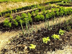 L’Ajuntament proposa regularitzar les zones d’horta urbana
