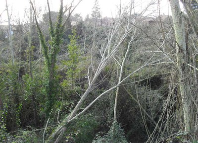 Comencen els treballs de retirada d'arbres caiguts