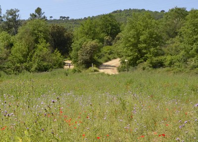 La Comissió per a la protecció de la Serra de Galliners proposarà al ple la màxima protecció d'aquest espai natural