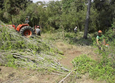 La neteja del bosquet de Can Canals disminueix el risc d'incendis i afavoreix el bosc