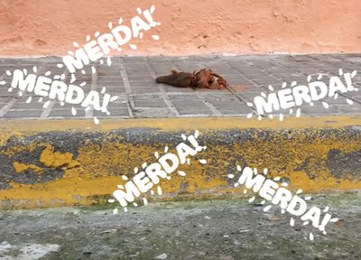 #jonoemmerdoSQV, nova campanya per promoure la tinença responsable d’animals