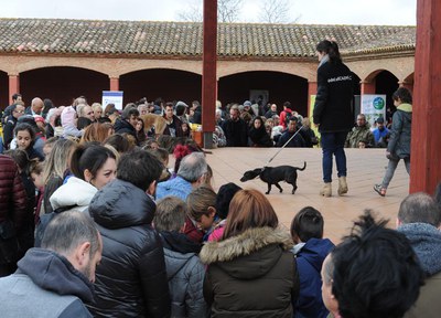 La Festa dels Animals reuneix més d'un centenar d'associacions, propietaris i professionals del sector