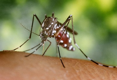 Alerta, torna el Mosquit Tigre!