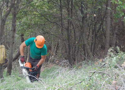 Gestió forestal al camí dels Monjos