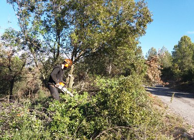 Prohibició de fer foc al bosc