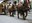 Els animals tornen a ser els protagonistes de la passada de Sant Antoni Abat