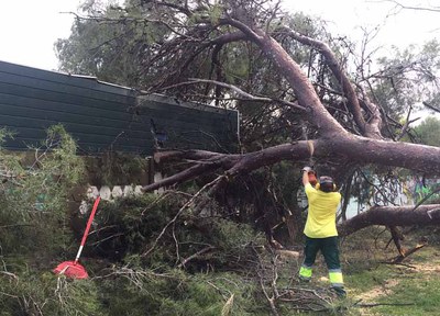 Les fortes pluges obliguen a la retirada immediata de gairebé un centenar d’arbres perillosos