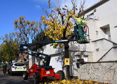 Comencen les tasques d'esporga al municipi