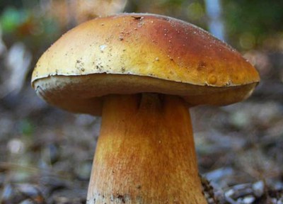 Mesures de protecció de l’entorn durant la recol·lecció de bolets