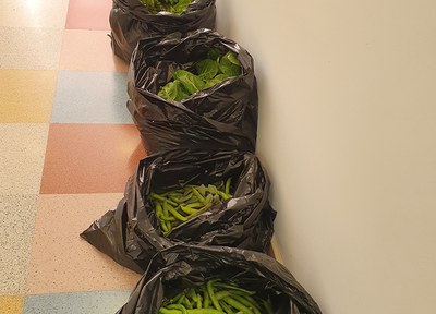 Fruites i verdures dels horts escolars per a les famílies més vulnerables