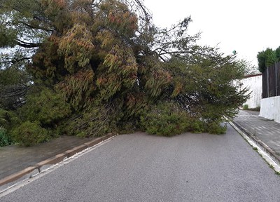 Les pluges provoquen la caiguda d'un arbre de grans dimensions i una esllavissada