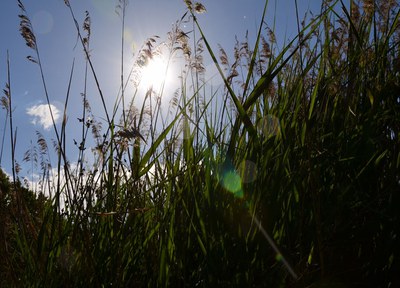 Avís d'altes temperatures i consells per protegir-se de la calor