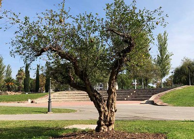 Sant Quirze acomiadarà el veïnat víctima de la Covid-19 dissabte en un acte solemne 