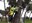 Treballs de control de la processionària