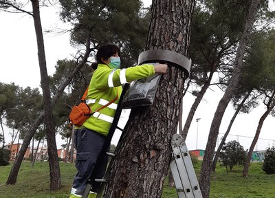 Treballs de control de la processionària
