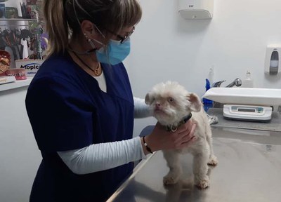 Continua en marxa la campanya de xipatge d’animals de companyia