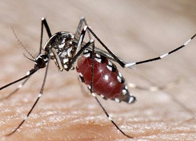 Es prepara un estiu amb molts Mosquits Tigre, paneroles i rates