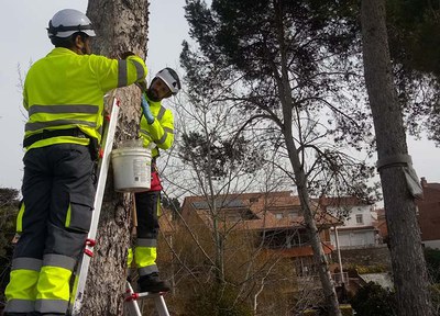 L’Ajuntament aplica diversos tractaments per la processionària