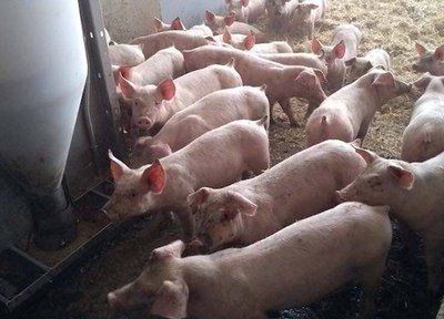 Prevenció de la pesta porcina africana