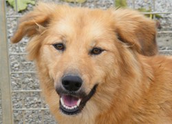 Vols adoptar un gos?