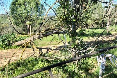 Arbre caigut fa uns dies a Vallsuau