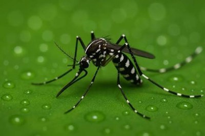 Les pluges i les temperatures altes ajuden en la proliferació del Mosquit Tigre.