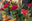 Sant Quirze celebra el Sant Jordi amb diverses activitats