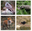 fauna_torrent.png