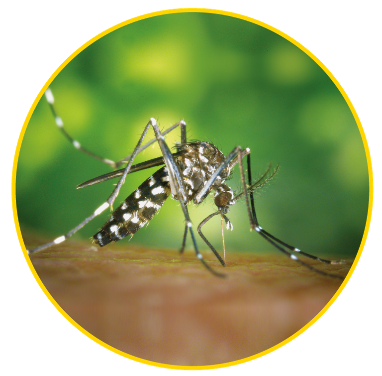 mosquit-tigre.png