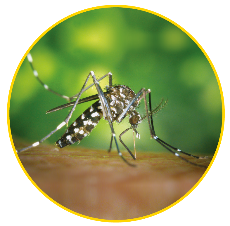 mosquit-tigre.png