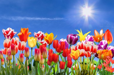 Taller de Primavera