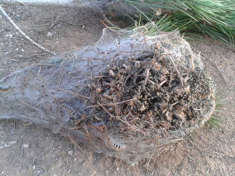 L'Ajuntament realitza diferents actuacions per al tractament de la processionària del pi. Es prioritzen les mesures mecàniques, com són la instal·lació de trampes de feromones el mes de juny per capturar mascles de papallones i així evitar l'emparellament i també durant l'hivern les trampes d'anella per capturar les erugues abans que baixin al terra. Excepcionalment, si la plaga té molta densitat per hivern amb temperatures massa moderades, es pot aplicar algun producte biocida autoritzat, amb les mesures de seguretat i els avisos a la població.