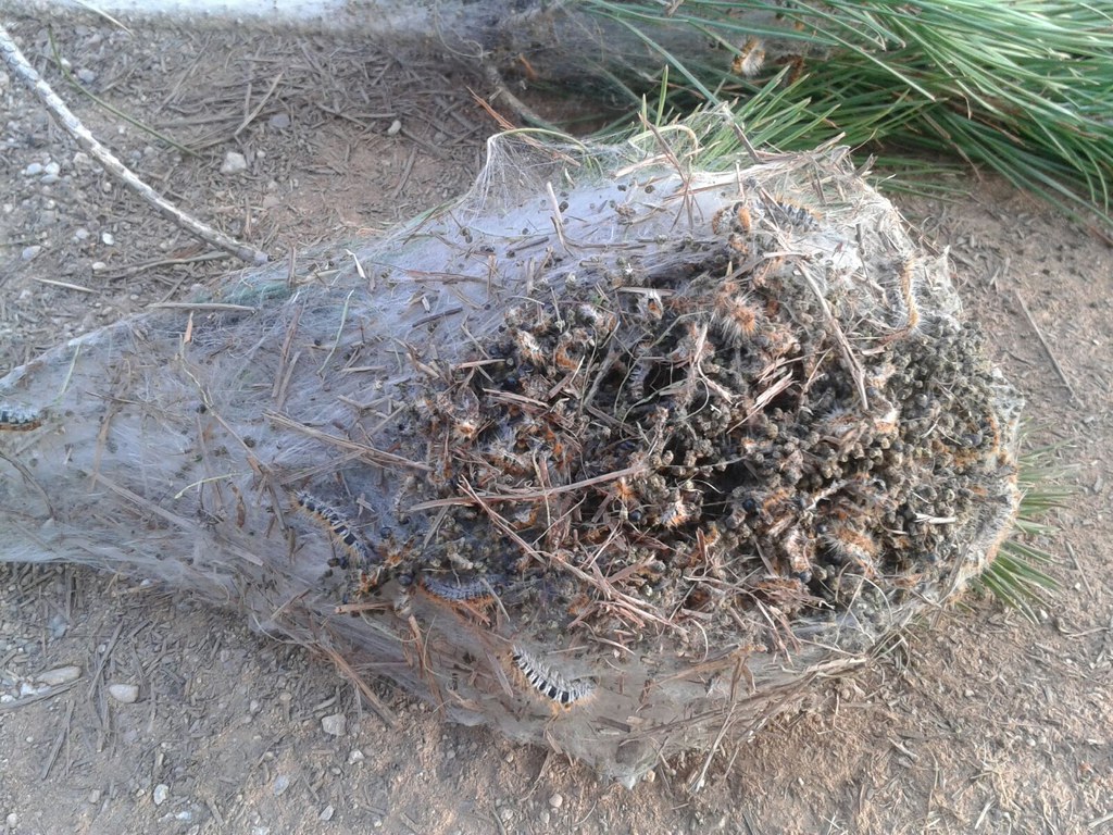 L'Ajuntament realitza diferents actuacions per al tractament de la processionària del pi. Es prioritzen les mesures mecàniques, com són la instal·lació de trampes de feromones el mes de juny per capturar mascles de papallones i així evitar l'emparellament i també durant l'hivern les trampes d'anella per capturar les erugues abans que baixin al terra. Excepcionalment, si la plaga té molta densitat per hivern amb temperatures massa moderades, es pot aplicar algun producte biocida autoritzat, amb les mesures de seguretat i els avisos a la població.