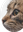 Nou Refugi de Gats i Colònies felines